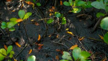 Closeup and crop small mangrove on black mud background. photo