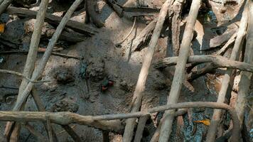 de cerca pequeño cangrejo a el mangle raíz en barro antecedentes. foto