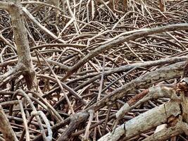 Closeup and crop tree roots of mangrove background photo