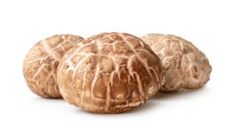 Fresh and dry shiitake mushrooms in stack isolated with clipping path and shadow in png file format. Japanese and Chinese herb