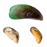 Top view of cooked or steamed green mussels meat with shell isolated with clipping path in png file format