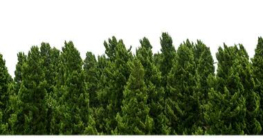 Pine trees tree for christmas isolated on white background.are Forest for both printing and web pages with cut path and alpha channel photo