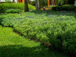 Beautiful plants in the Thai Botanic Garden. photo