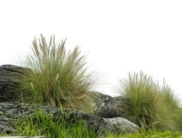 Visible old large boulders with plants on white background. photo