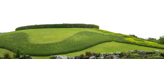 Grass hill isolate white background with cliping path and alpha channel. photo