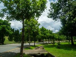 sombreado central parques y arboles proporcionar sombra y son ideal para hacer ejercicio y relajante durante el vacaciones. foto