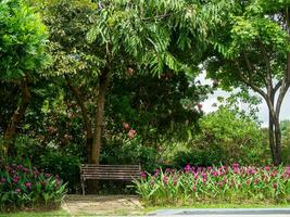 Beautiful plants in the Thai Botanic Garden. photo