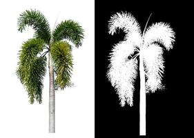 Green palm tree isolated on white background with clipping path and alpha channel on black background. photo