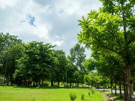 sombreado central parques y arboles proporcionar sombra y son ideal para hacer ejercicio y relajante durante el vacaciones. foto