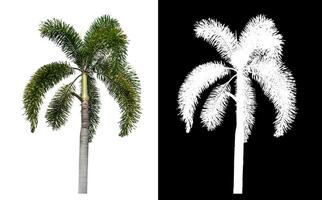 Green palm tree isolated on white background with clipping path and alpha channel on black background. photo