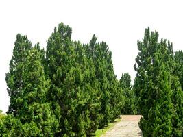 Shady central parks and trees provide shade and are ideal for exercising and relaxing during the holidays. photo