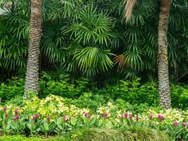 hermosa plantas en el tailandés botánico jardín. foto