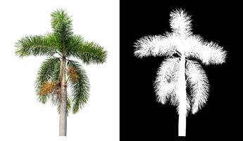 Green palm tree isolated on white background with clipping path and alpha channel on black background. photo