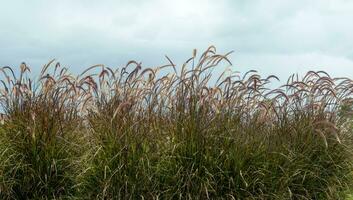 Growing purple grass in the field against the background of a blue sky. photo