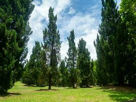 sombreado central parques y arboles proporcionar sombra y son ideal para hacer ejercicio y relajante durante el vacaciones. foto