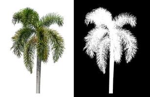 Green palm tree isolated on white background with clipping path and alpha channel on black background. photo