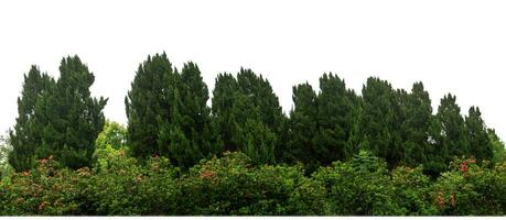 Pine trees tree for christmas isolated on white background.are Forest for both printing and web pages with cut path and alpha channel photo