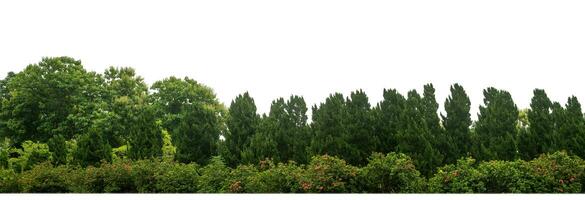 pino arboles árbol para Navidad aislado en blanco antecedentes.son bosque para ambos impresión y web paginas con cortar camino y alfa canal foto