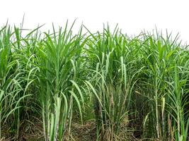 Sugarcane on white background with clipping path, suitable for print and web pages. photo