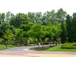 al aire libre parque y sombreado arboles Proporcionar sombra en un blanco antecedentes. foto