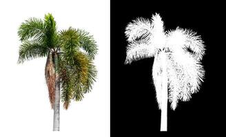 Green palm tree isolated on white background with clipping path and alpha channel on black background. photo