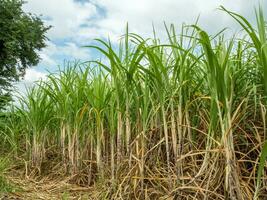 Caña de azúcar campos, azul cielo y claro cielo dias en tailandia foto