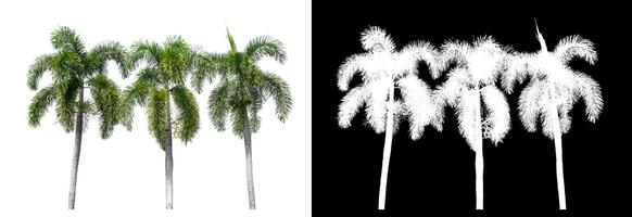 Green palm tree isolated on white background with clipping path and alpha channel on black background. photo