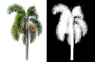 Green palm tree isolated on white background with clipping path and alpha channel on black background. photo