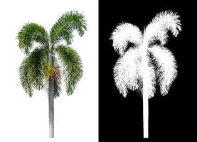 Green palm tree isolated on white background with clipping path and alpha channel on black background. photo