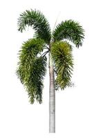 Green palm tree isolated on white background with clipping path and alpha channel. photo