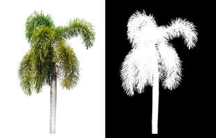 Green palm tree isolated on white background with clipping path and alpha channel on black background. photo