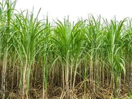 Sugarcane on white background with clipping path, suitable for print and web pages. photo
