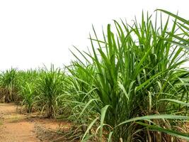Sugarcane on white background with clipping path, suitable for print and web pages. photo