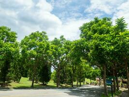 Shady central parks and trees provide shade and are ideal for exercising and relaxing during the holidays. photo