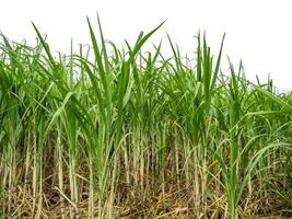 Sugarcane on white background with clipping path, suitable for print and web pages. photo