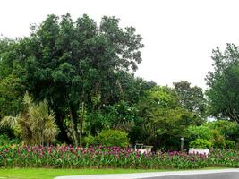 Outdoor park and shady trees providing shade on a white background. photo