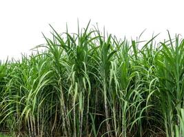 Sugarcane on white background with clipping path, suitable for print and web pages. photo
