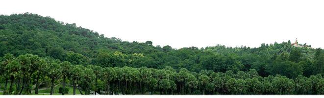 Hill with green forest isolated on white background with clipping path, suitable for print and web pages. photo