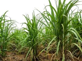 Sugarcane on white background with clipping path, suitable for print and web pages. photo