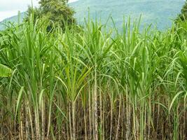 Sugarcane fields, blue sky and clear sky days in Thailand. photo