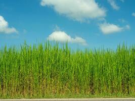 imagen de arroz plantas en frente y azul cielo. foto