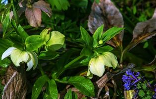 Winter blooms, cheerful pink and maroon spotted hellebore flowers in a sunny garden photo