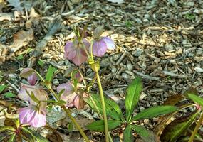 Winter blooms, cheerful pink and maroon spotted hellebore flowers in a sunny garden photo