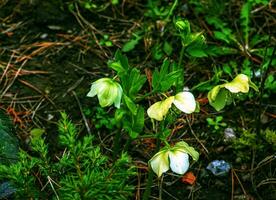 Winter blooms, cheerful pink and maroon spotted hellebore flowers in a sunny garden photo