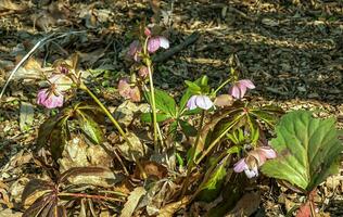 Winter blooms, cheerful pink and maroon spotted hellebore flowers in a sunny garden photo