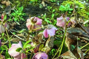 Winter blooms, cheerful pink and maroon spotted hellebore flowers in a sunny garden photo