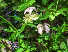 Winter blooms, cheerful pink and maroon spotted hellebore flowers in a sunny garden photo