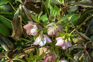 Winter blooms, cheerful pink and maroon spotted hellebore flowers in a sunny garden photo