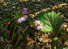 Winter blooms, cheerful pink and maroon spotted hellebore flowers in a sunny garden photo