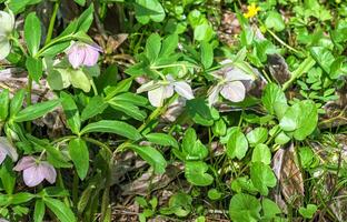 Winter blooms, cheerful pink and maroon spotted hellebore flowers in a sunny garden photo